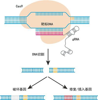 配资策略平台 基因编辑: 改写生命密码的“神笔”(瞰前沿)